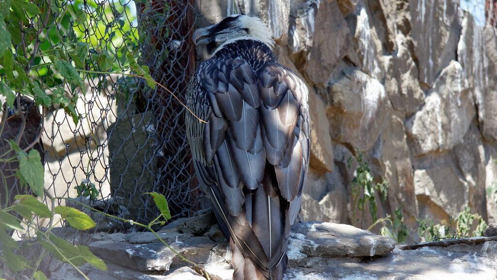 Bearded vulture inside an enclosure