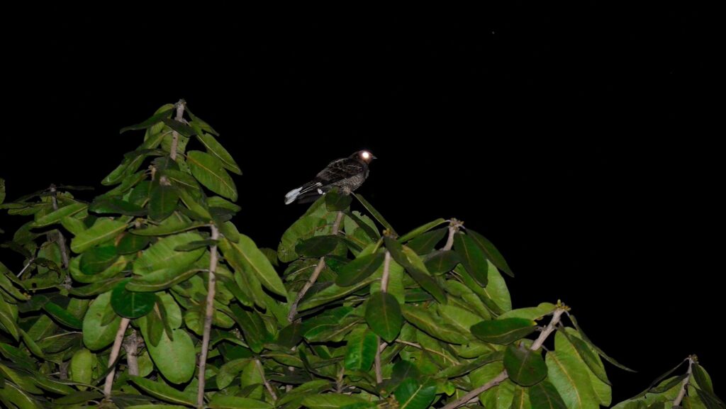 Nightjar perched at the top of a tree