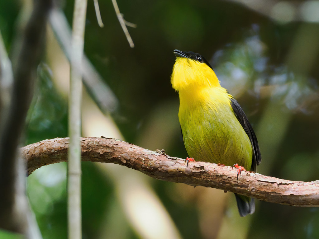 A Golden-collared Manakin looks to the side on a branch.