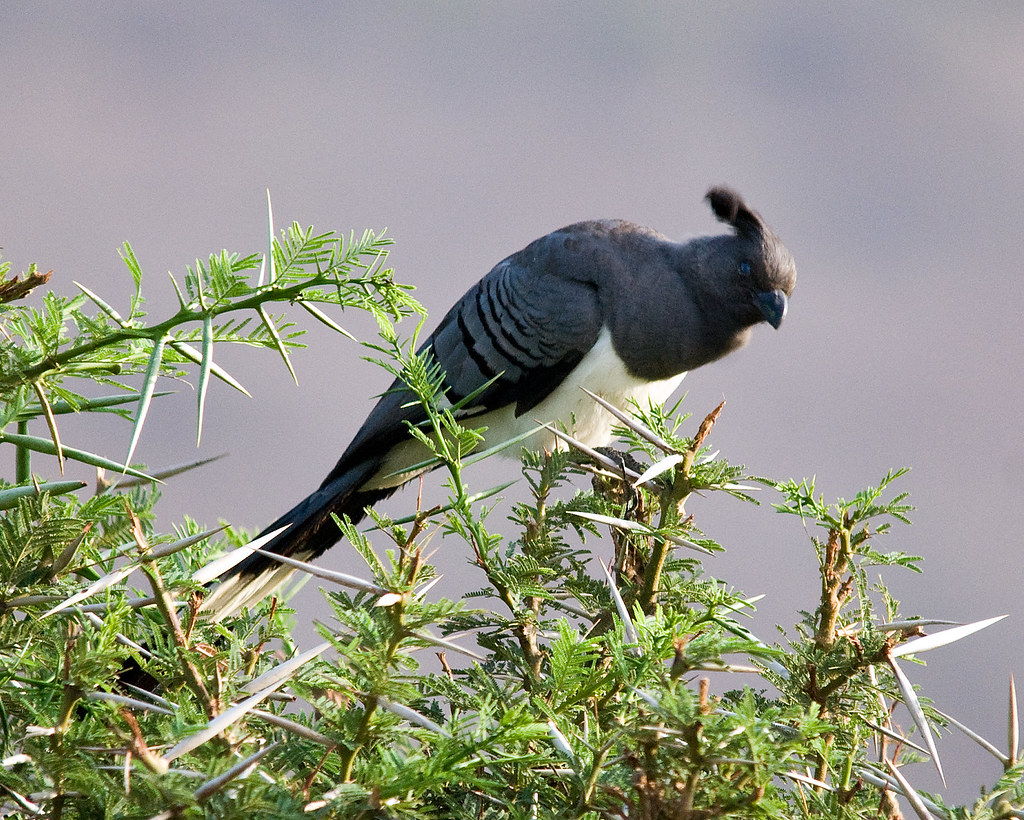 A White-bellied Go-away-bird with a distinctive crest perches on a thorny branch.