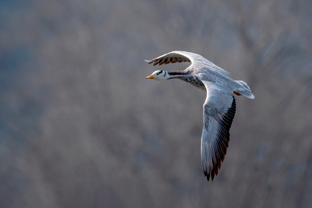 A bar-headed goose flies with its wings spread.