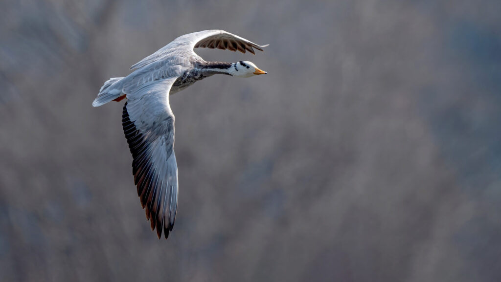 A bar-headed goose flies with its wings spread.