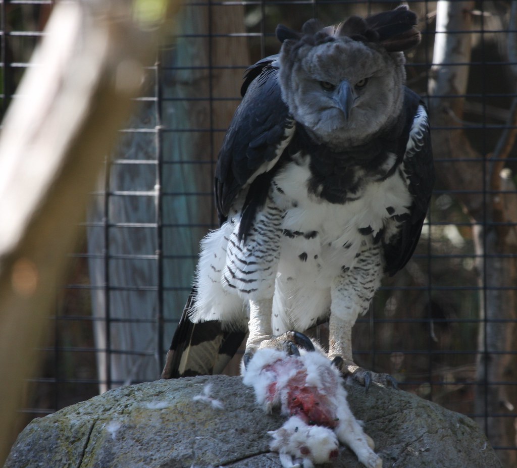 A Harpy Eagle perched on a rock, eating its prey.