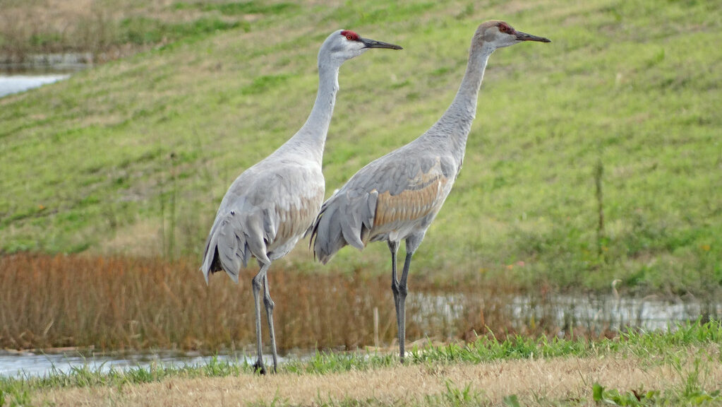 Two Great Sandhill Cranes standing together in natural wetland