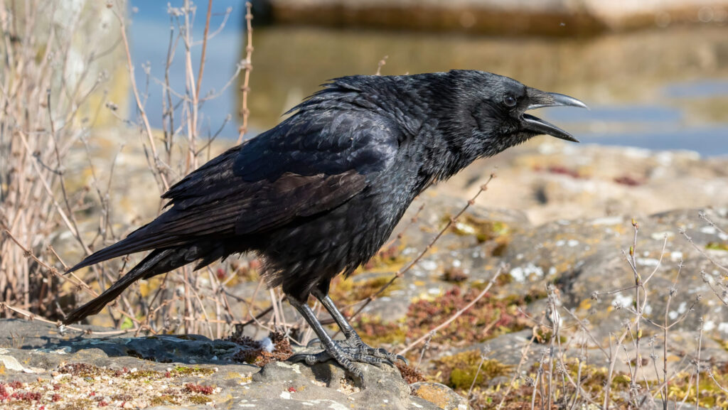 Carrion Crow calling with beak open