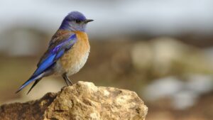 Western Bluebird perched on a rock in natural outdoor setting