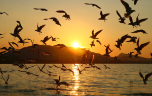 Seagulls fly over the water at sunset.