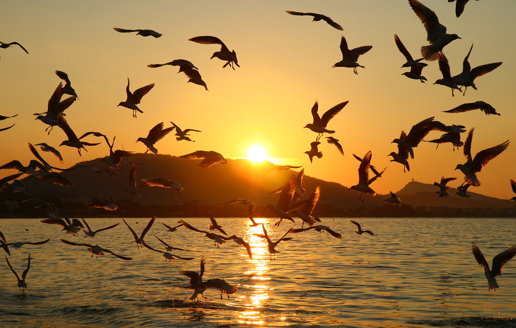 Seagulls fly over the water at sunset.
