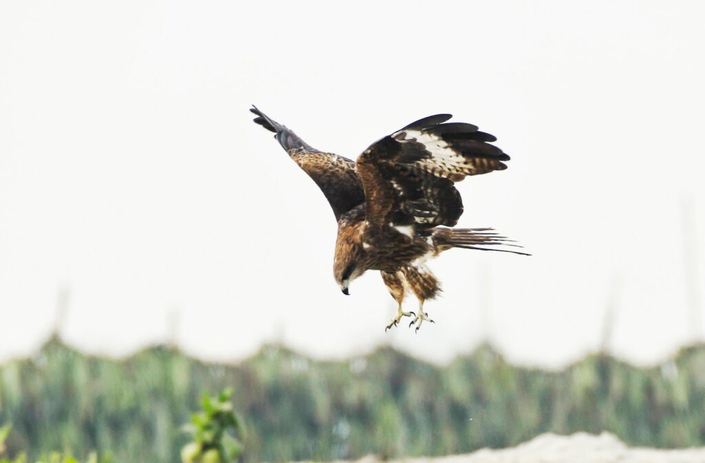 A hawk with brown and white plumage is captured mid-flight.
