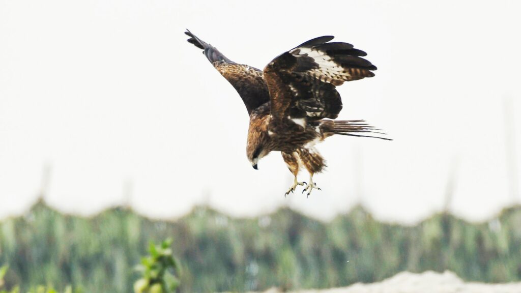 A hawk with brown and white plumage is captured mid-flight.