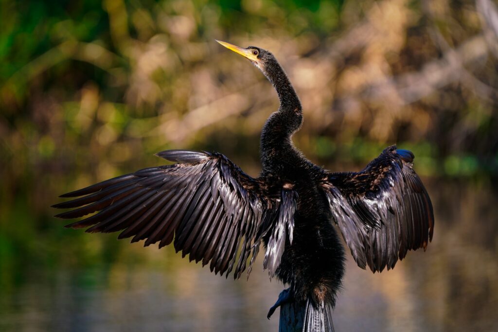 An Anhinga with outstretched, textured wings and a long neck faces left.