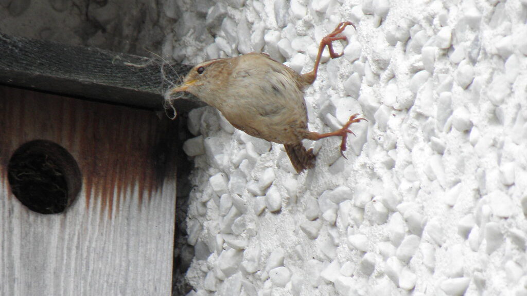 Small wren clinging to rough wall surface near nesting box entrance