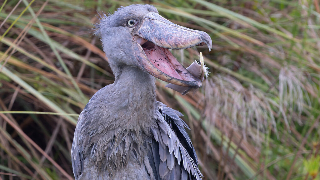 Shoebill with beak open, appearing to call or communicate.