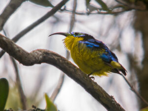 A Yellow-bellied sunbird-asity with vibrant yellow and blue plumage perches on a branch.
