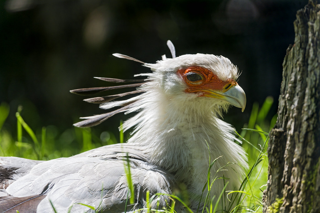 A Secretary Bird with long eyelashes and grey feathers rests on green grass near a tree.