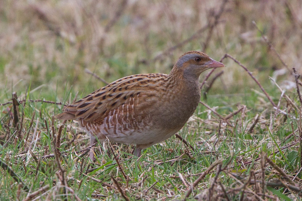A Corn crake stands in a grassy field.