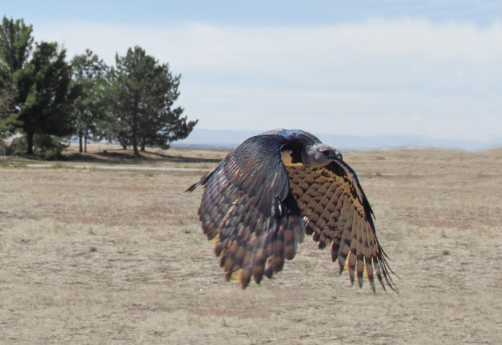 A Harpy Eagle soars over a field.