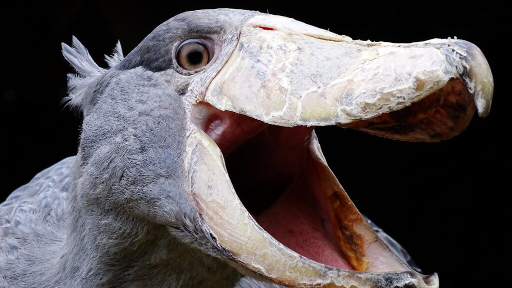 Close-up of shoebill stork with massive beak wide open