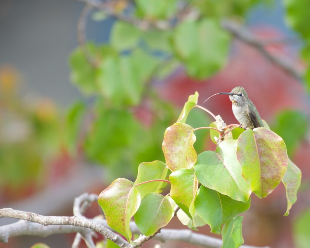 An Anna's hummingbird sits among leaves, its long bill slightly visible.