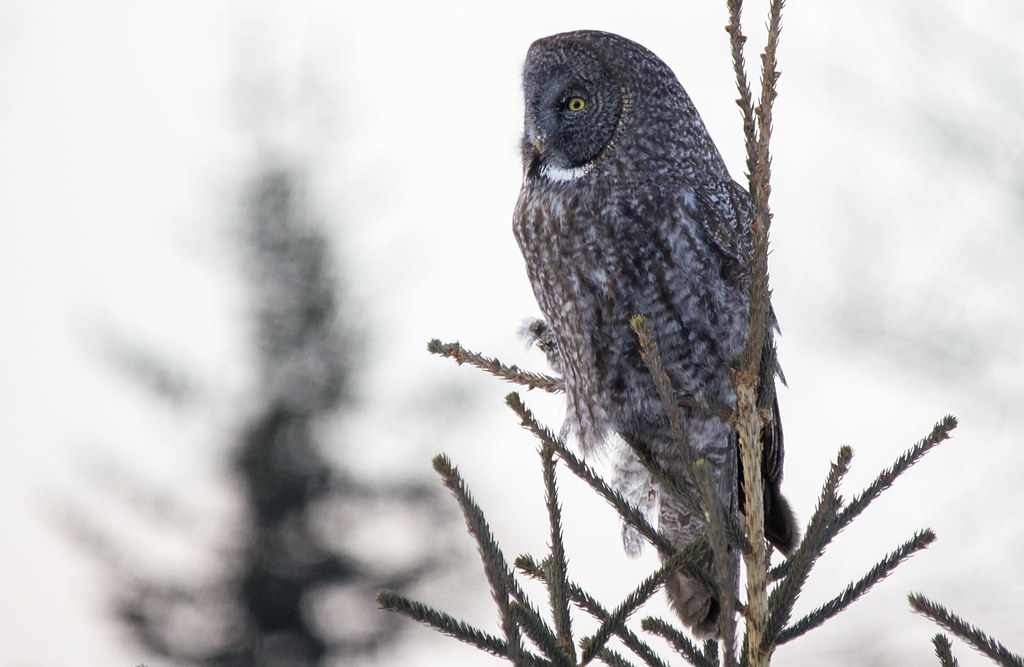 A Great Grey Owl perches on a pine branch in a snowy landscape.