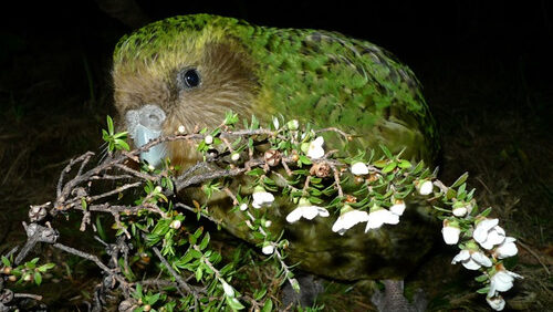 Kakapo feeding on manuka plant