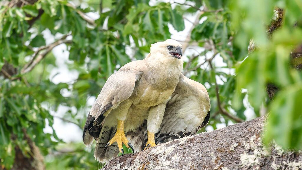 Harpy eagle taking steps on a thick tree limb