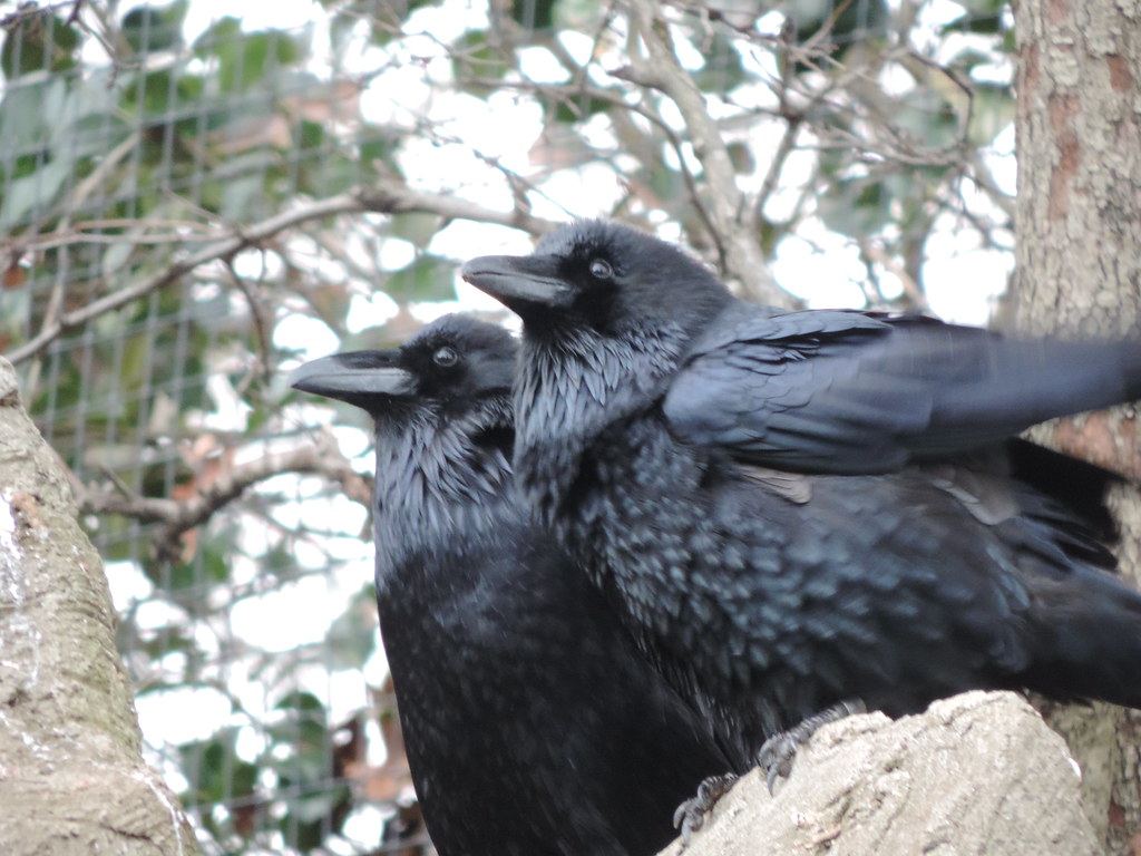 Two Common Ravens are perched on a branch, looking in different directions.