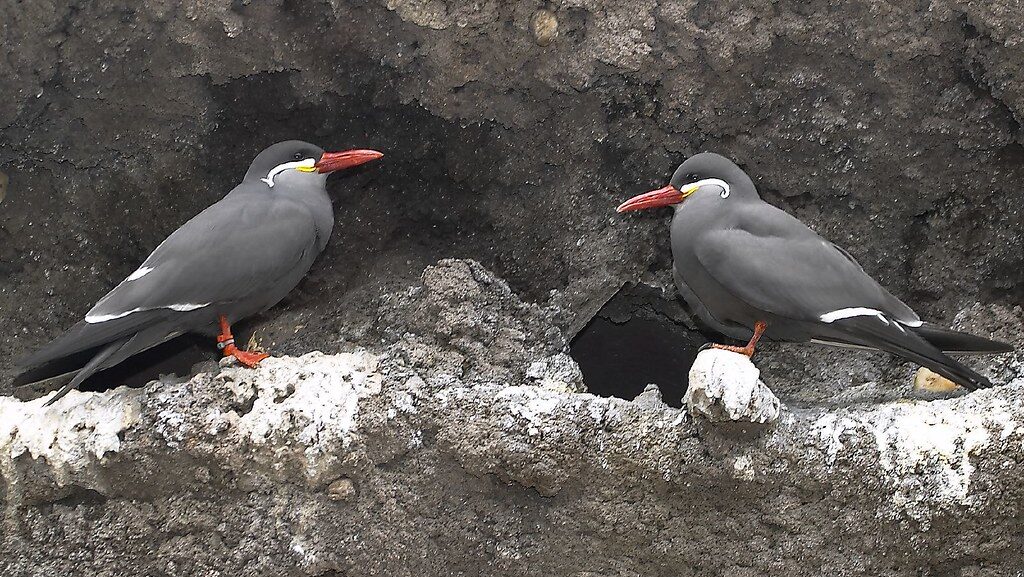 Two Inca Terns standing near nest holes in a rocky coastal area