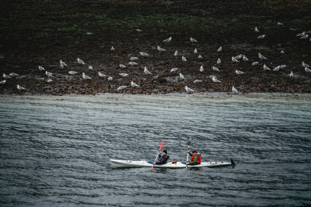 Two people kayak on the water with many seagulls on a muddy bank.