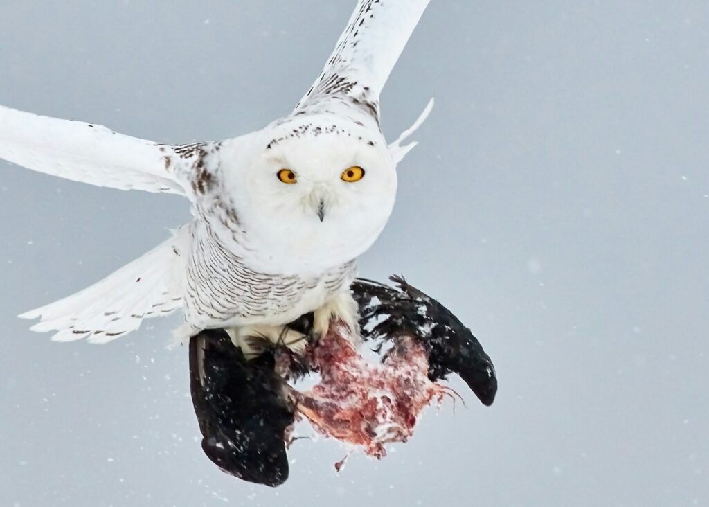 A Snowy Owl stands on snowy ground with its prey.