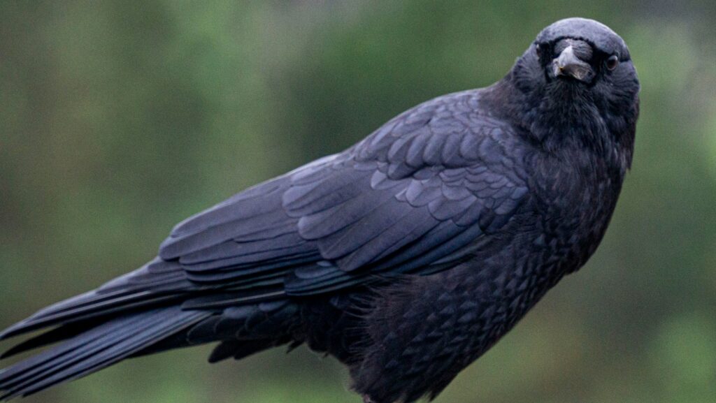 Crow standing on a wooden surface, staring sideways