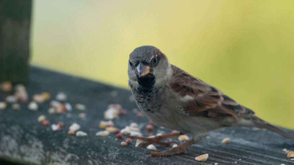 Sparrow on a wooden fence with seeds scattered around