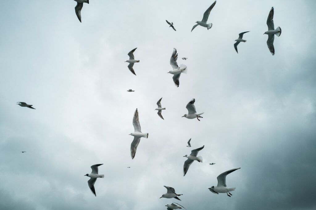 A flock of gulls soars against the overcast sky.