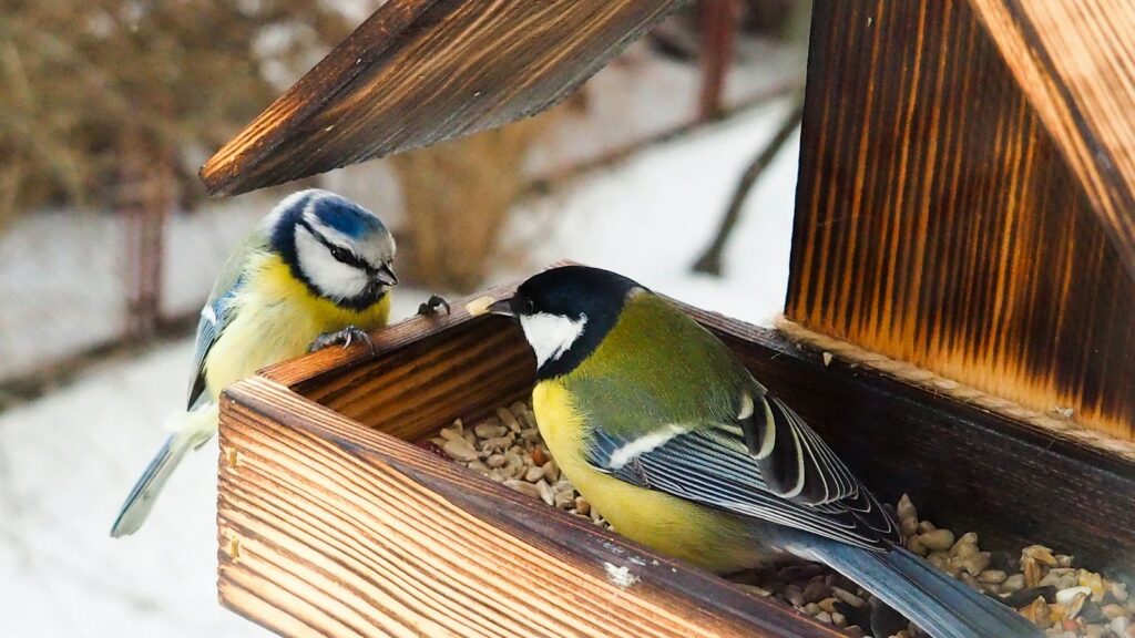 Two birds perched on a platform feeder with a roof