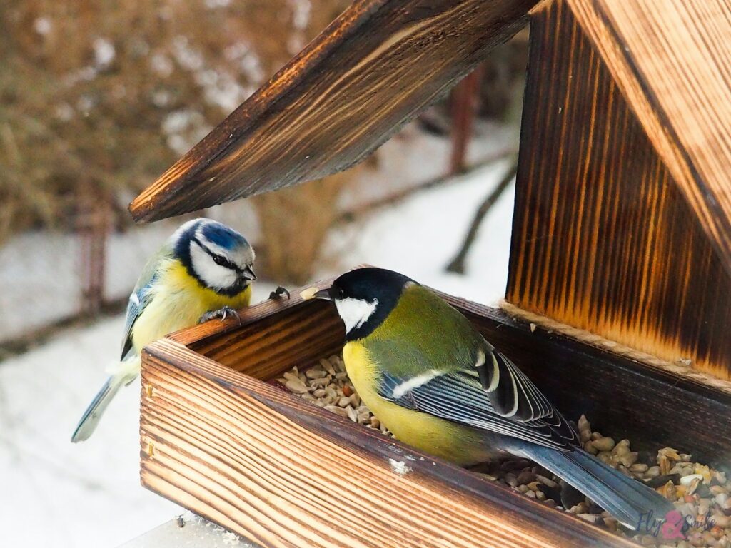 A Blue Tit and a Great Tit perch inside a wooden bird feeder.