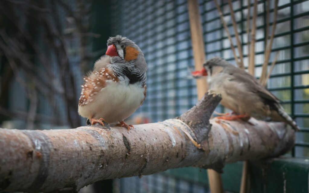 Two Australian zebra finches perched on a branch.