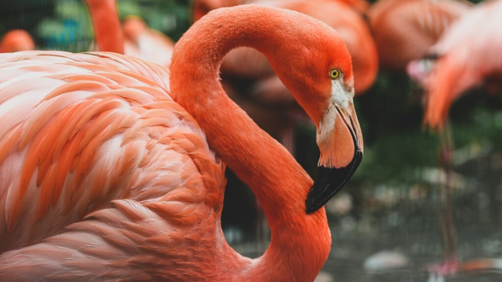 Close-up view of a flamingo on water, with other flamingos standing nearby