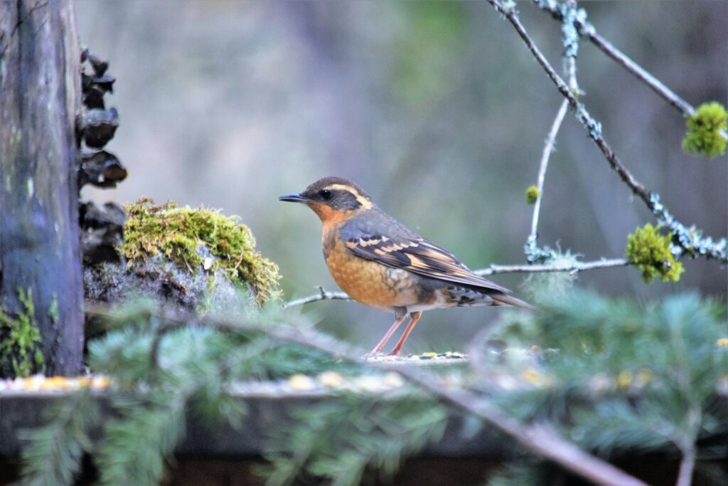 A Varied Thrush with orange and grey plumage perches on a branch.