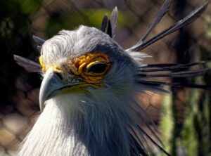 Captivating close-up of a Secretary Bird showcasing intricate feathers and distinct features.