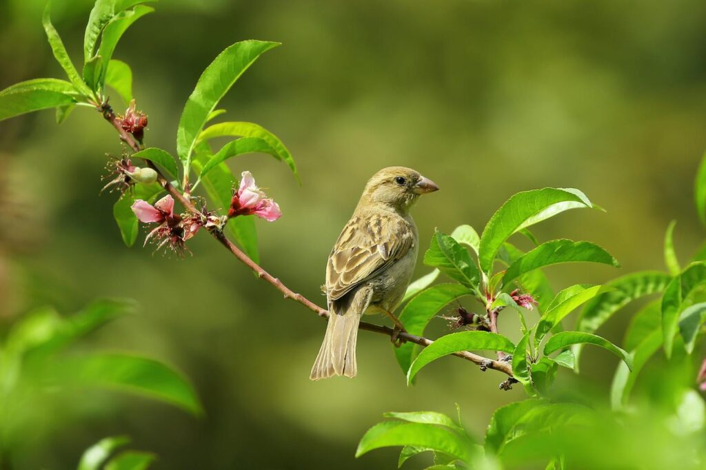 gray sparrow perched on a plant stem in a home garden
