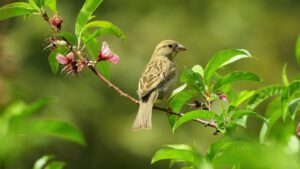 Gray sparrow perched on a plant stem in a home garden