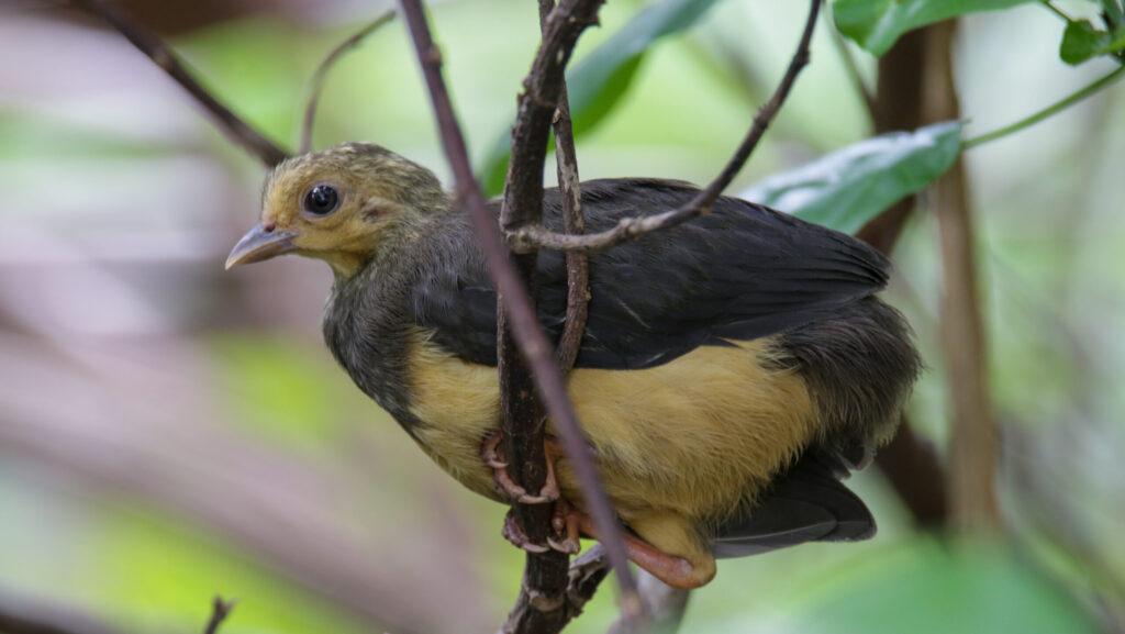 Juvenile Maleo bird perched on a tree branch