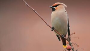 Bohemian Waxwing perched delicately on a thin branch