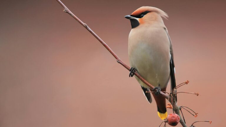 Bohemian Waxwing perched delicately on a thin branch