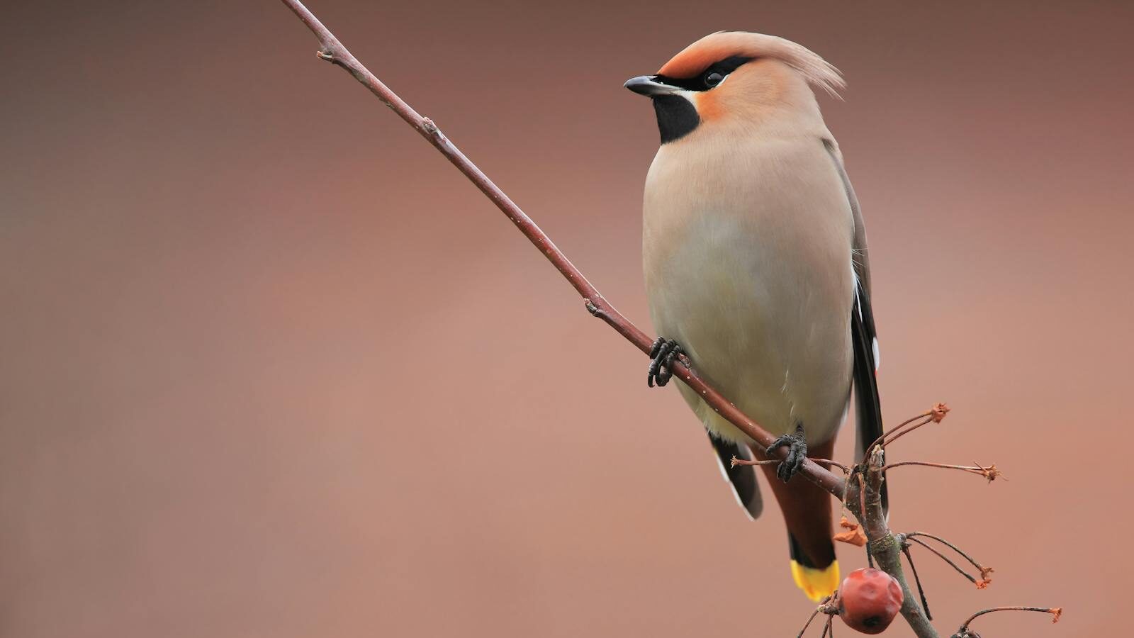 Bohemian Waxwing perched delicately on a thin branch