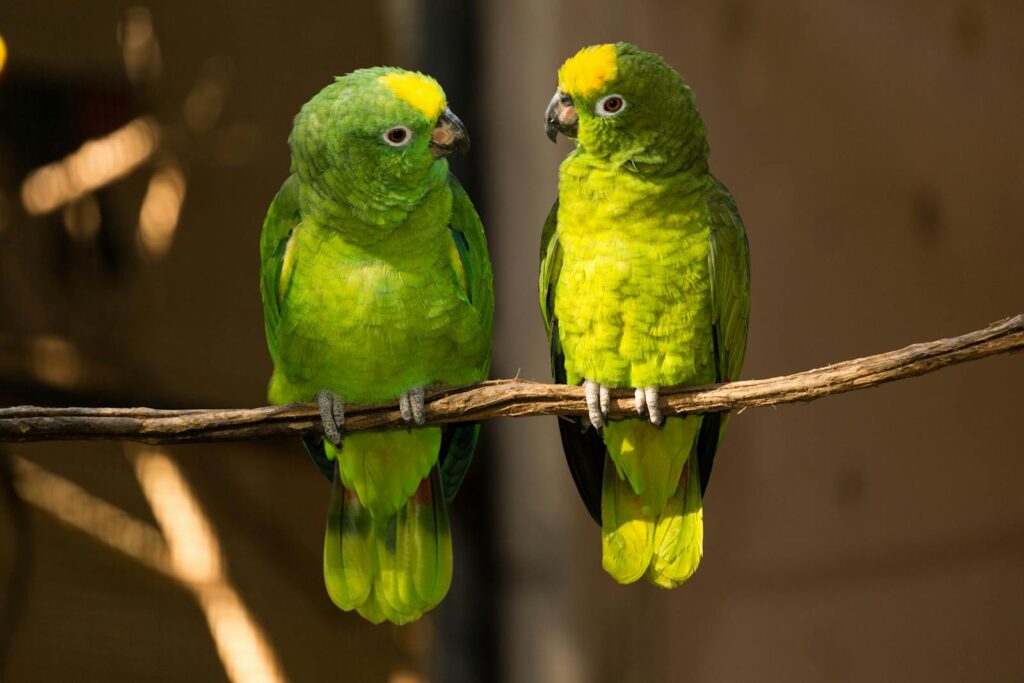 Two vibrant green parrots perched on a branch in their natural habitat in Brazil.