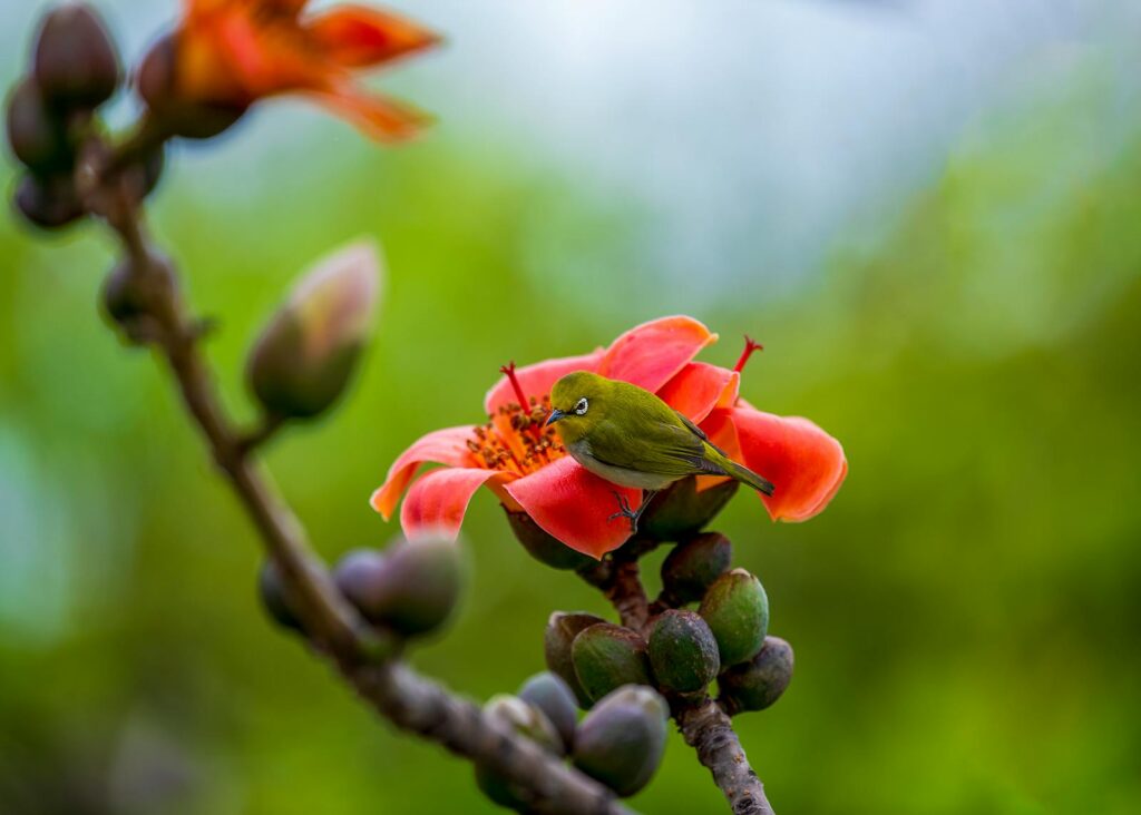 A vibrant Indian White-eye bird perches on a bright orange flower.