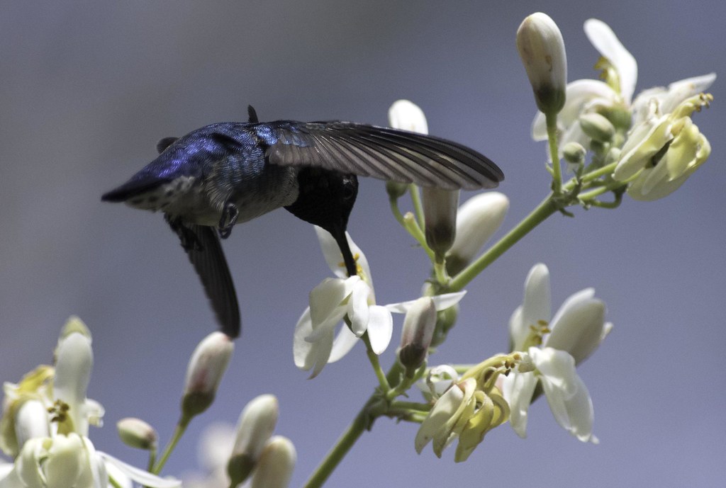 A Bee Hummingbird perches on a small branch.