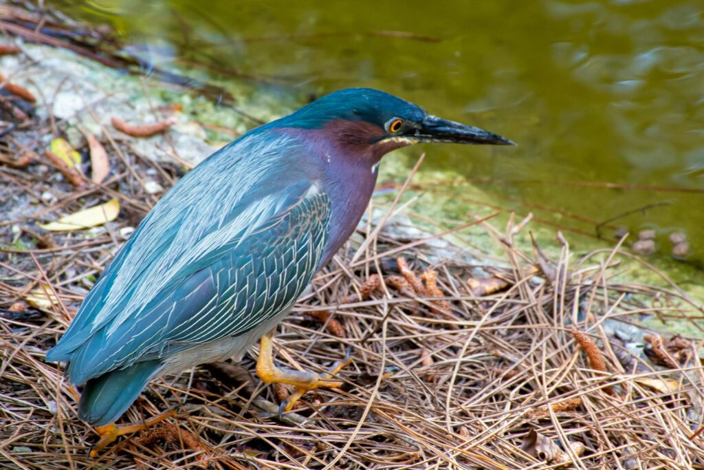 A Green heron with blue-grey feathers stands on dry pine needles near the water.
