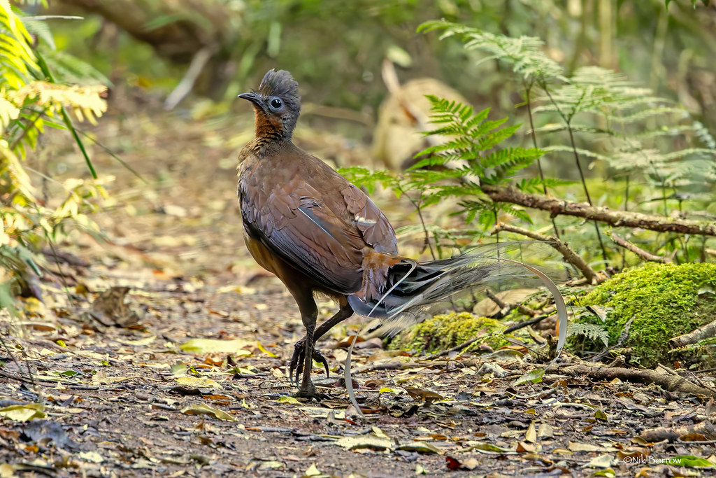 A Superb Lyrebird walks on the ground amidst a lush green forest.